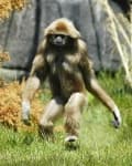 Sample 4 – Gibbon