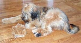 Sample of Briard