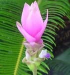 Sample 1 – Siam tulip