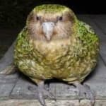 Sample 1 – Kakapo