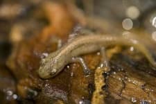 Sample 5 – Common newt