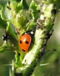 Sample 6 – Ladybug