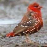Sample 3 – Strawberry finch