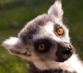 Sample 3 – Madagascar cat