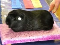 Sample 2 – Guinea pig
