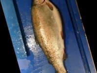 Sample 1 – Trout