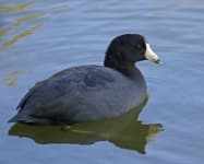 Sample 1 – American coot