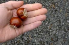 Sample 1 – Buckeye