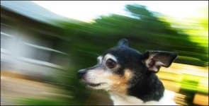 Sample 2 – Toy terrier