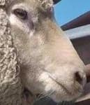 Sample 2 – White suffolk