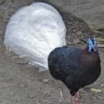 Sample 5 – Bulwers pheasant