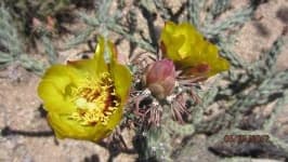 Sample 1 – Cactus