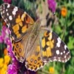 Sample 18 – Painted butterfly