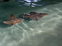 Sample 4 – Stingray
