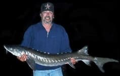 Sample 4 – Sturgeon