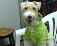 Sample 6 – Wire haired fox terrier
