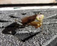 Sample 1 – Mantis