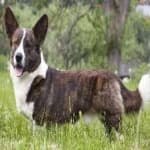 Sample 2 – Corgi