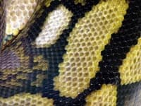 Sample 4 – Scaly