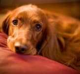 Sample 5 – Irish setter