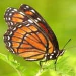 Sample 5 – Viceroy