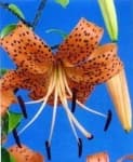 Sample 6 – Tiger lily