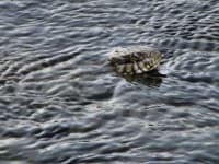 Sample 2 – Water snake