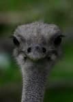 Sample 6 – Ostrich