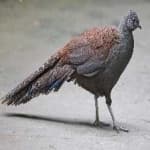 Sample 1 – Bornean pheasant