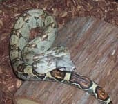 Sample 1 – Hognose snake