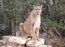 Sample 5 – Cougar