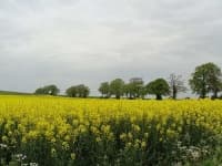 Sample 3 – Rapeseed