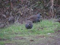Sample 4 – Quail