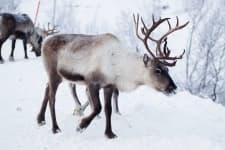 Sample 5 – Reindeer