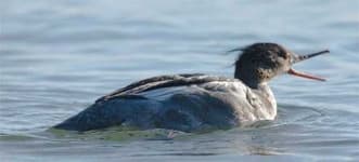 Sample 5 – Red breasted merganser