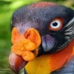 Sample 2 – King vulture