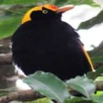 Regent bowerbird image dataset preview