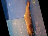 Sample 5 – Shrimp