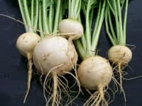 Sample 1 – Turnip