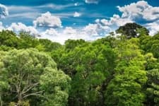 Sample 3 – Rainforest