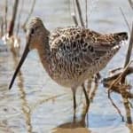 Sample 3 – Short billed dowitcher