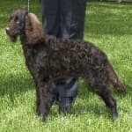 Sample 5 – American spaniel
