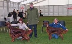 Sample 2 – Irish setter