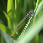 Sample 4 – Damselfly