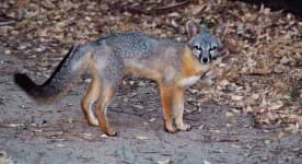 Sample 1 – Fox