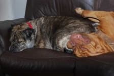 Sample 5 – Bull mastiff