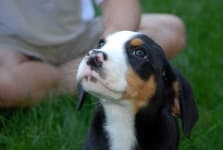 Sample 1 – Greater swiss mountain dog