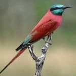 Sample 5 – Carmine bee eater