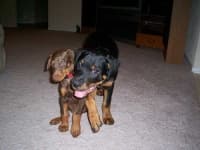 Sample 5 – Rottweiler