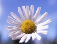 Sample 2 – Oxeye daisy